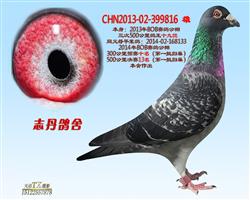 CHN2013-02-399816 