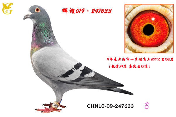 Ի019247633