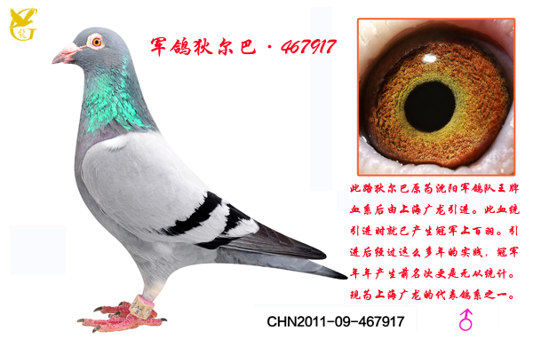 Ҷ͡467917