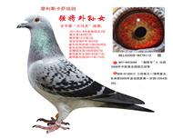  ³ȫǾǿŮ