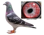 Ӵ