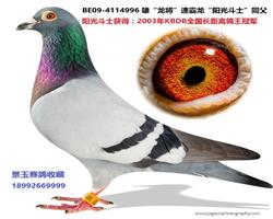 03KBDBȫھ⶷ʿ