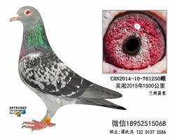 1500ݹ鳲ϹѪԶ