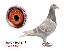 Ů