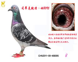 ˾˱ء468095