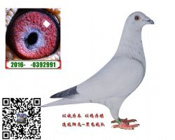 ɫ-2991
