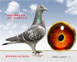 KBDBȫһ11