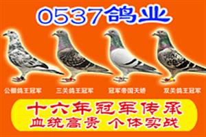 0537- 2018깫+رȺ