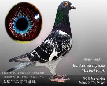杨阿腾米歇尔贝克1雄(155062)