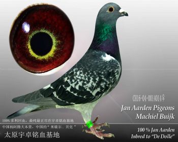 杨阿腾米歇尔贝克2雌(16014雌)