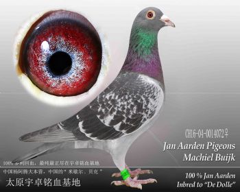 杨阿腾米歇尔贝克雌3(16072)