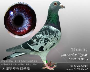 杨阿腾米歇尔贝克雄4(16116)