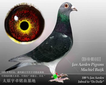 杨阿腾米歇尔贝克雄5(16143)