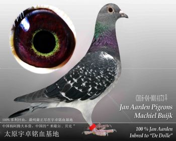 杨阿腾米歇尔贝克雌6(16173)