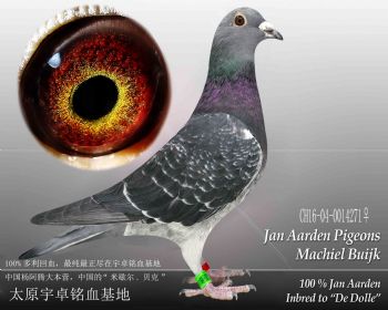 杨阿腾米歇尔贝克雌7(16271)