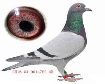 全国亚军直子(夏娜肯詹森)(16782)2雄