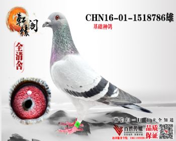 ŻѪ1518786