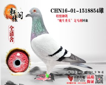 995ֱ 1518854
