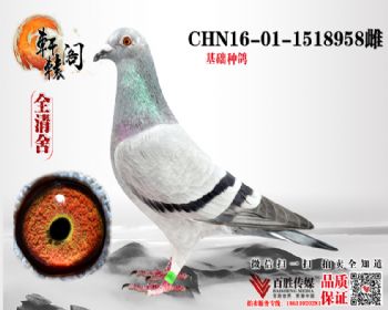 WHZBھֱŮ1518958