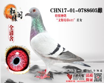 ζŮ0788605