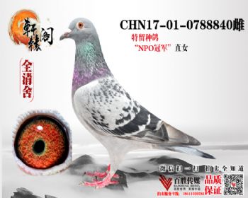 NPOھֱŮ 0788840