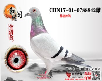 NPOھ 0788842