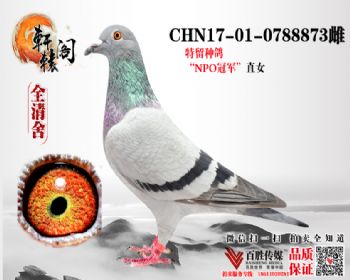 NPO 0788873