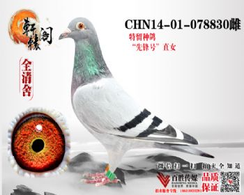 WHZBھֱŮ078830