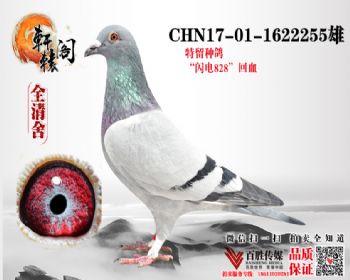 828Ѫ1622255