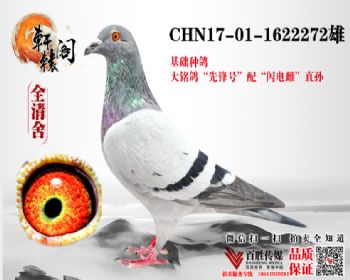 WHZBھѪ 1622272