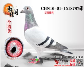 WHZBھѪ 1518787