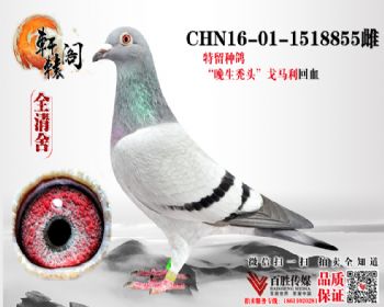 ͺͷ995ֱŮ  1518855