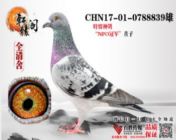 NPOھֱ0788839