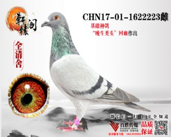 ͺͷѪ1622223