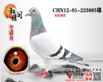 ζֱ 223885