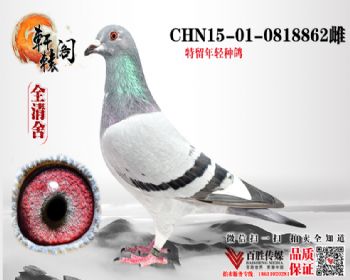 ʨ 0818862