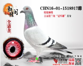 ̨7ȫͬ 1518917