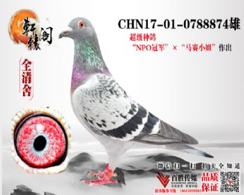 NPOھֱ0788874