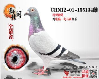ͺͷ995ֱŮ 155134