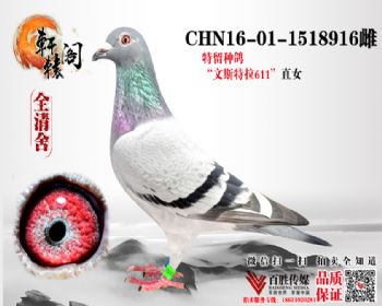 ζŮ 1518916