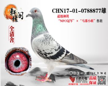 NPOھֱ 0788877