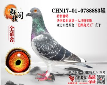 ֱ 0788883