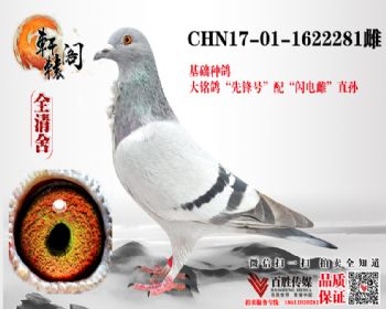 WHZBھѪ 1622281