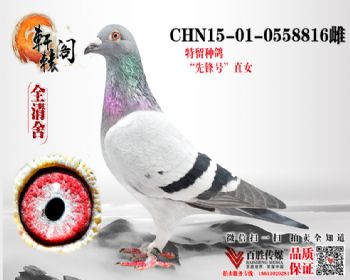 WHZBھֱŮ0558816