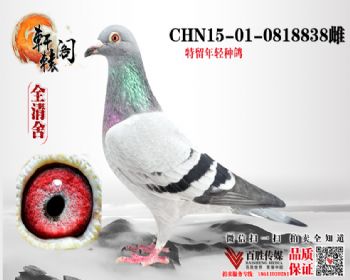 ūھ13 0818838
