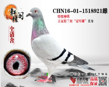 ūھֱŮ 1518921