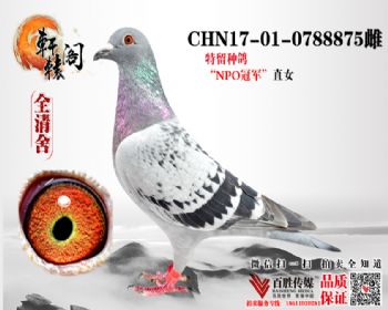 NPOھֱŮ 0788875