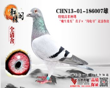 ; 186007