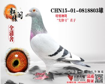 WHZBھֱ0818803