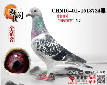 NPOھֱŮ 1518724